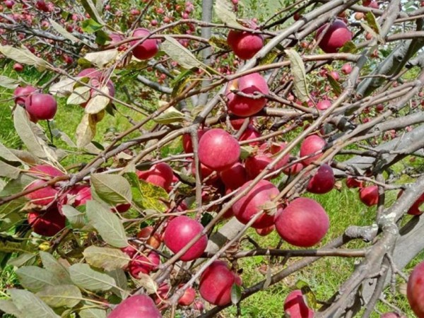 जुम्लामा किसानलाई स्याउ टिप्न चटारो 