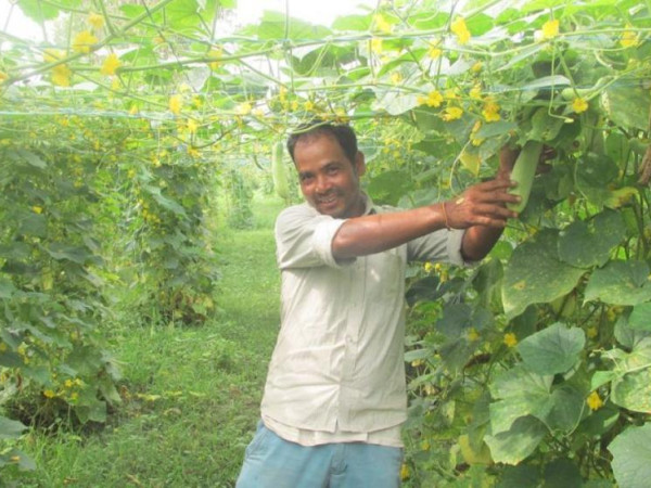 काँक्रो खेतीबाट भरतको वार्षिक ५ लाख आम्दानी 