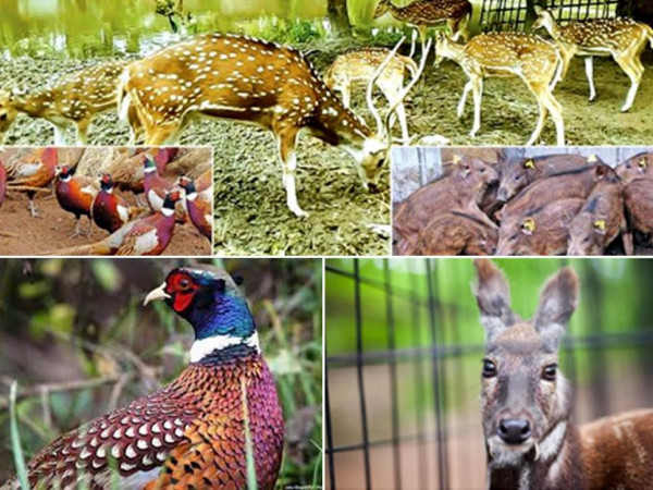 चुरे क्षेत्रमा चोरीसिकारी बढ्दा पशुपक्षीं मासिँदै