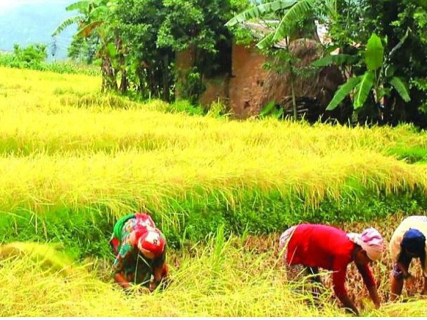 किसानलाई चैतेधान भित्र्याउने चटारो 