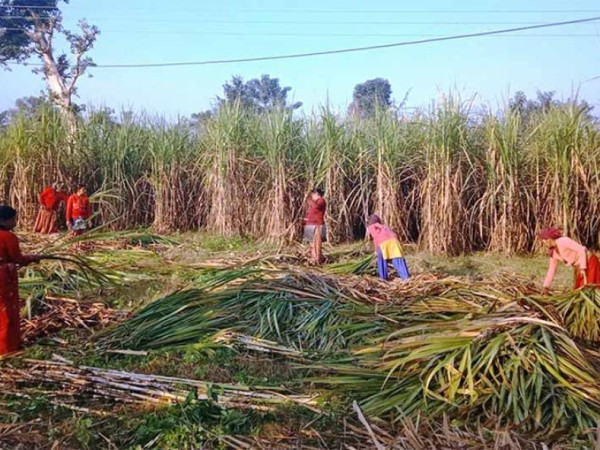 सरकारले गर्यो उखुको समर्थन मूल्य निर्धारण 
