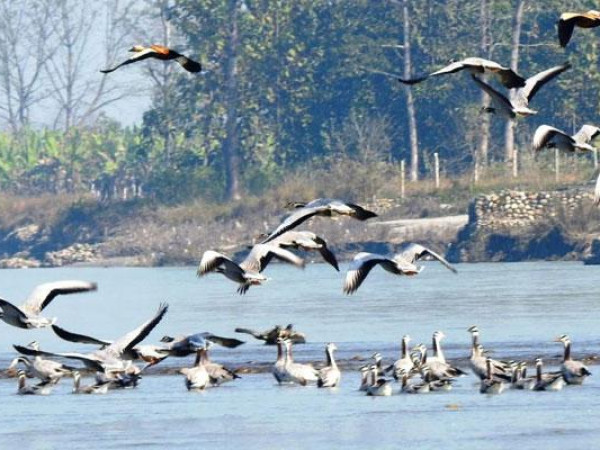 कोशीटापु वन्यजन्तु आरक्षमा भेटियो ७६ प्रजातिका चरा