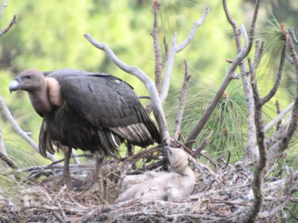 अर्घाखाँचीमा संकटापन्न दुर्लभ गिद्धको सफल प्रजनन्