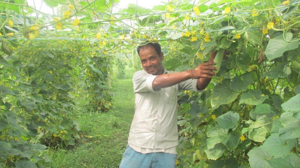 काँक्रो खेतीबाट भरतको वार्षिक ५ लाख आम्दानी 