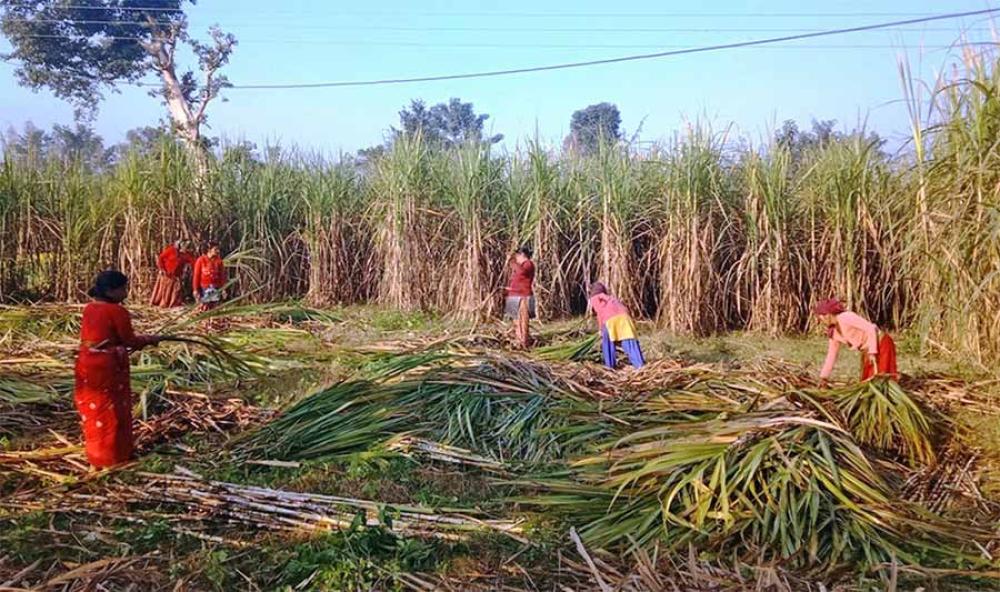 सरकारले गर्यो उखुको समर्थन मूल्य निर्धारण 