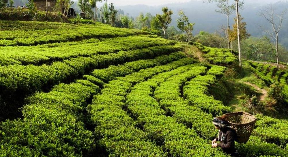 इलाममा चियाको पहिलो टिपाइ सुरु