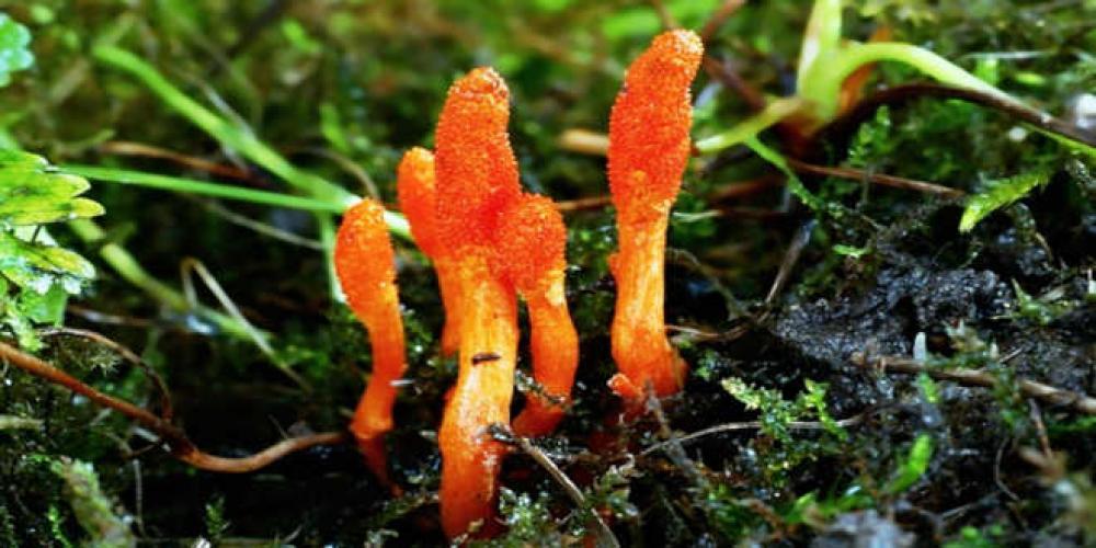 मुगुको पूर्वी करान भेगमा यार्सा गुम्बा संकलनको याम सुरु 